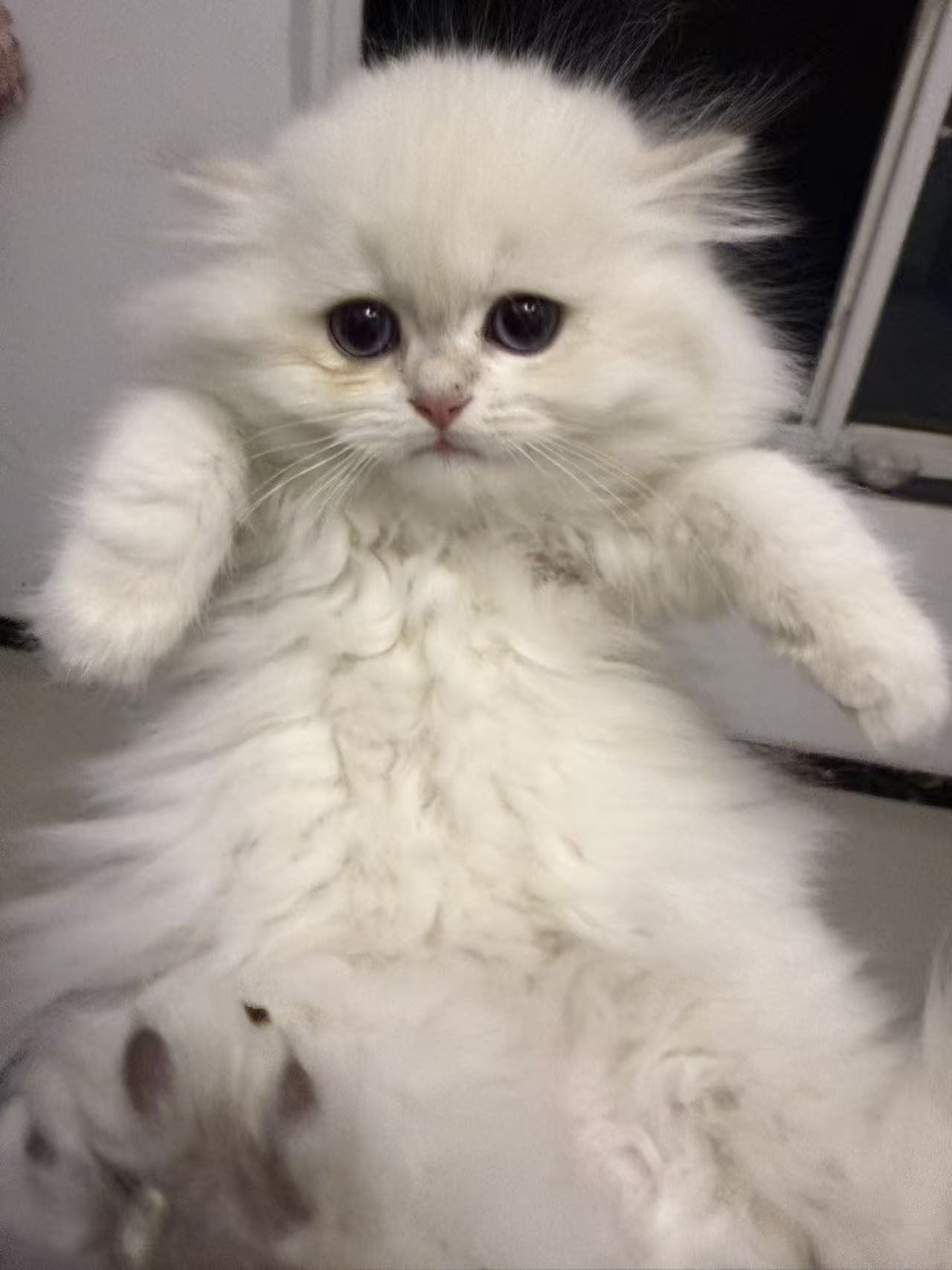 金点  性格好   血统纯正